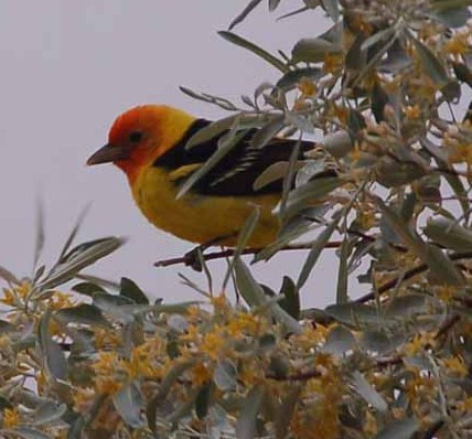 a western tanager